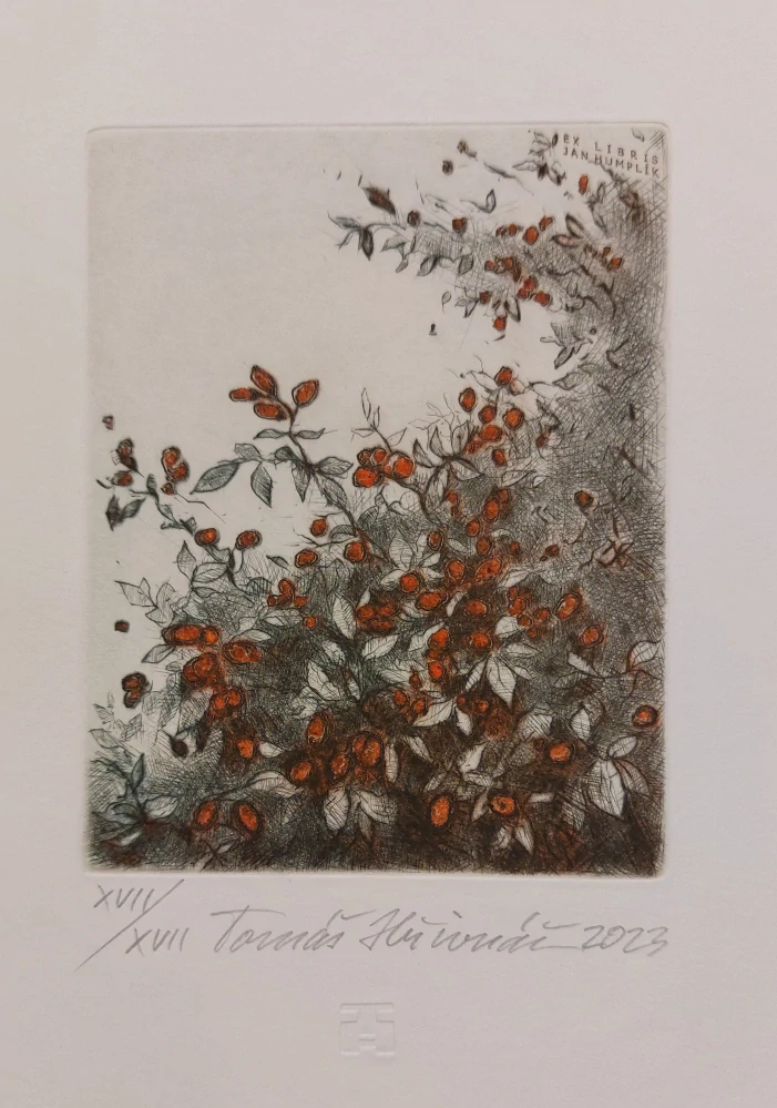 Hřivnáč Tomáš: Šípky (Exlibris)