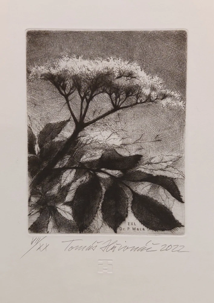Hřivnáč Tomáš: Černý bez (Exlibris)