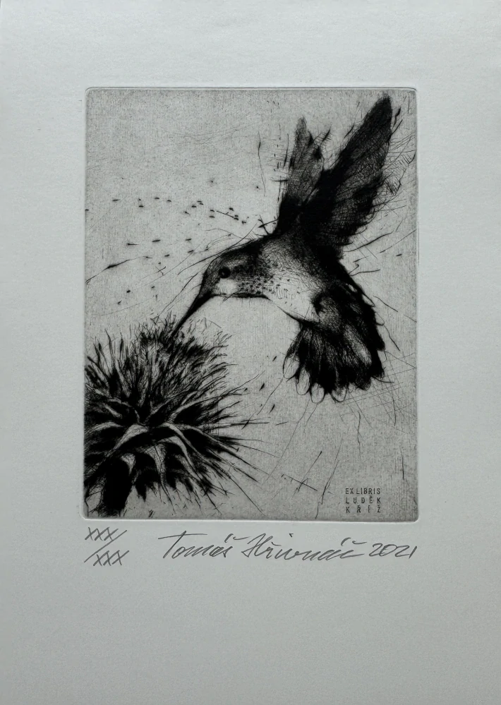 Hřivnáč Tomáš: Kolibřík (Exlibris)