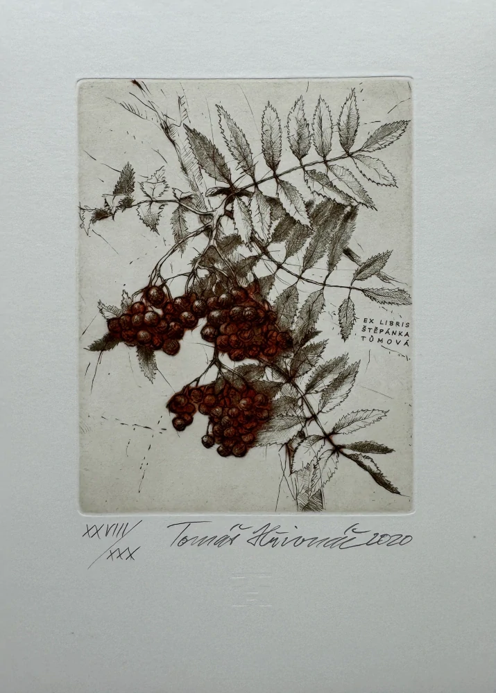 Hřivnáč Tomáš: Jeřabina (Exlibris)