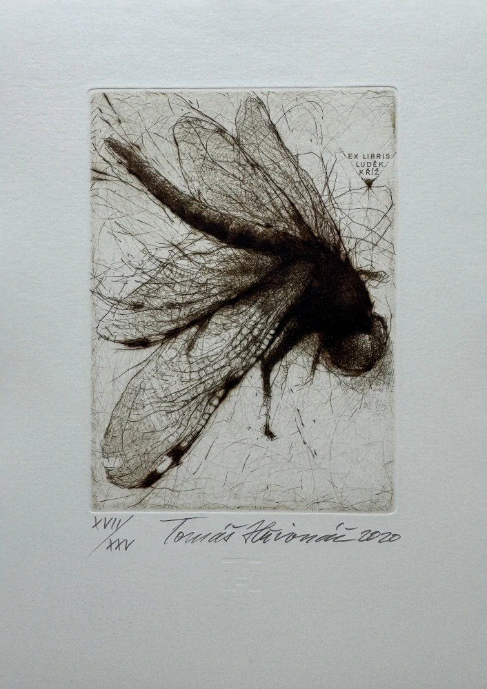 Hřivnáč Tomáš: Vážka (Exlibris)