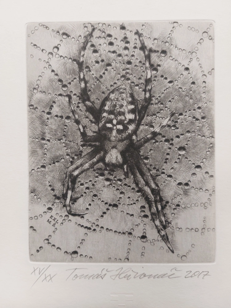 Hřivnáč Tomáš: Křižák (Exlibris)