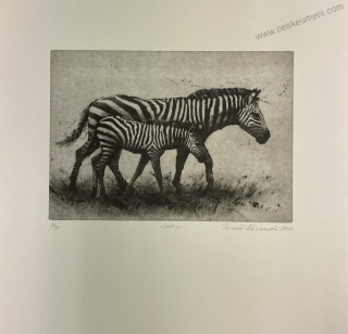 Hřivnáč Tomáš: Zebry