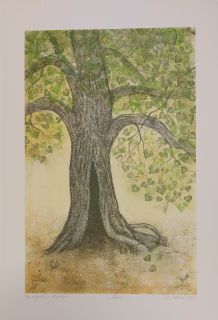 Kotková Markéta: Lípa