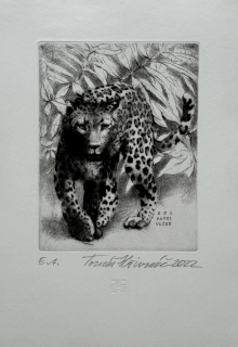 Hřivnáč Tomáš: Levhart (Exlibris)