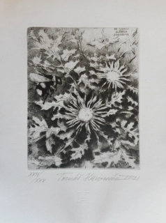 Hřivnáč Tomáš: Pupava (Ex libris)