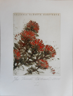Hřivnáč Tomáš: Pohutukawa Tree (Ex libris)