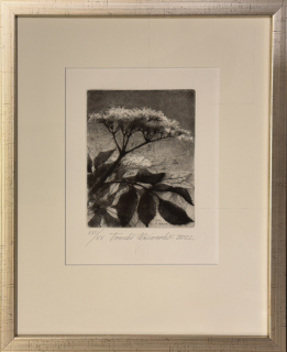 Hřivnáč Tomáš: Černý bez