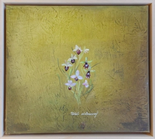 Olšanová Ivana: Orchideceae na Královéhradecku