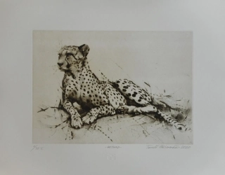 Hřivnáč Tomáš: Gepard